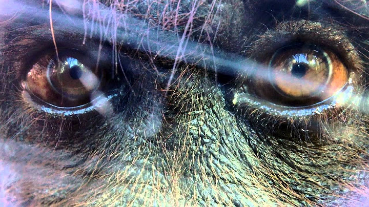 Gorilla lured by Phone- how-to demo