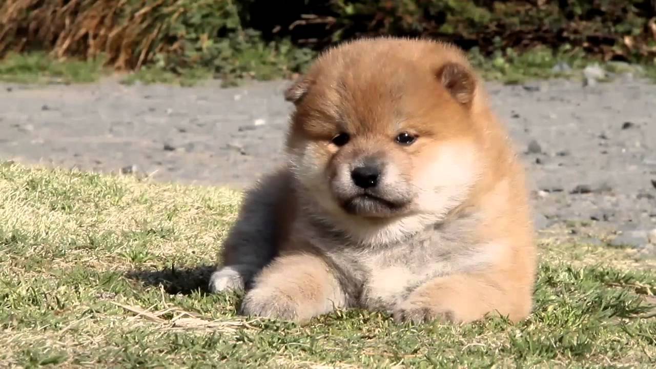 lD1885 柴犬 赤柴 メス 子犬 生後31日目 shiba inu YouTube