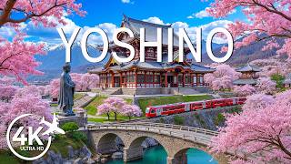 Yoshino Spring 4K 🌸 Dreamy Sakura Mountains, Endless Blossom Hills & Scenic Valley Views