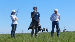 Festuca, Manejo Para Persistencia Ing Agr Fernando Lattanzi