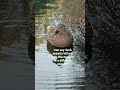 genuine question 🦆 #duck #mallard #mallardduck