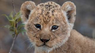 The Future of Africa's Greatest Lion Pride