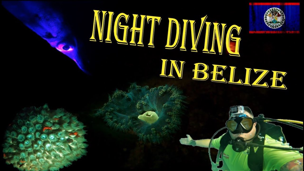 Night Diving In Belize! Fluorescence On Night Dive!  4K
