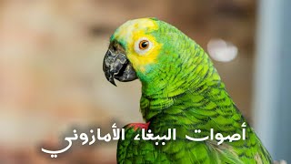 أصوات الببغاء الأمازوني