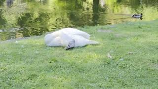 Swan and Passing Duck! Like! Comment! #swan #memes #relax #birds #duck #vibes