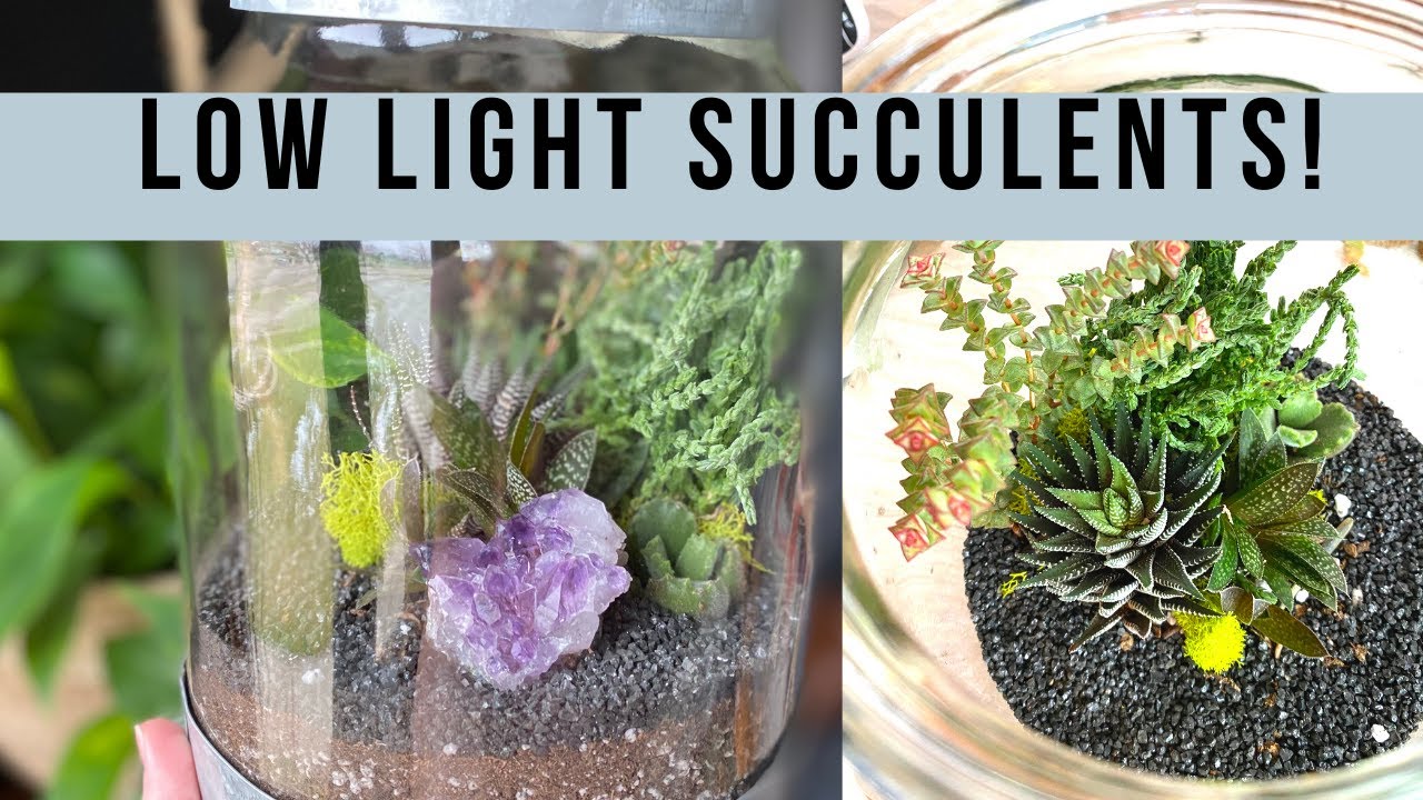 Plant with Me a Low Light Succulent Terrarium // Angels Grove Gardening
