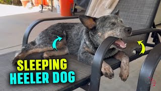 Heeler Dog Caught Sleeping On Duty
