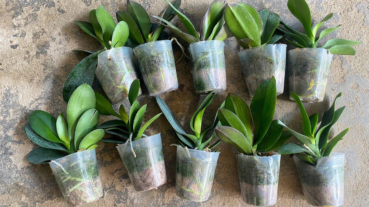 How to treat and replant orchids bought from the store damaged during shipping YouTube