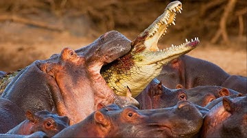 Times Crocodiles And Alligators Messed With The Wrong Opponent