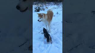 Akita Inu faerie tale 🧚‍♀️✨️🎄Aki 🐶⛩️ 8 maanden - 🐶⛩️ Sita 10 years - max 12 years almost by Marc Druten 130 views 3 months ago 1 minute, 48 seconds