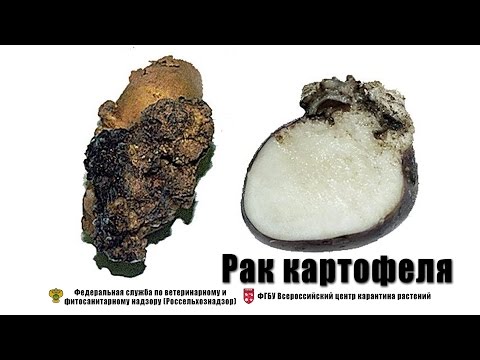Рак картофеля (Synchytrium endobioticum (Schilb.) Percival)