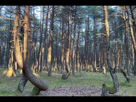 Экскурсия на Куршскую косу ТАНЦУЮЩИЙ ЛЕС 1 часть