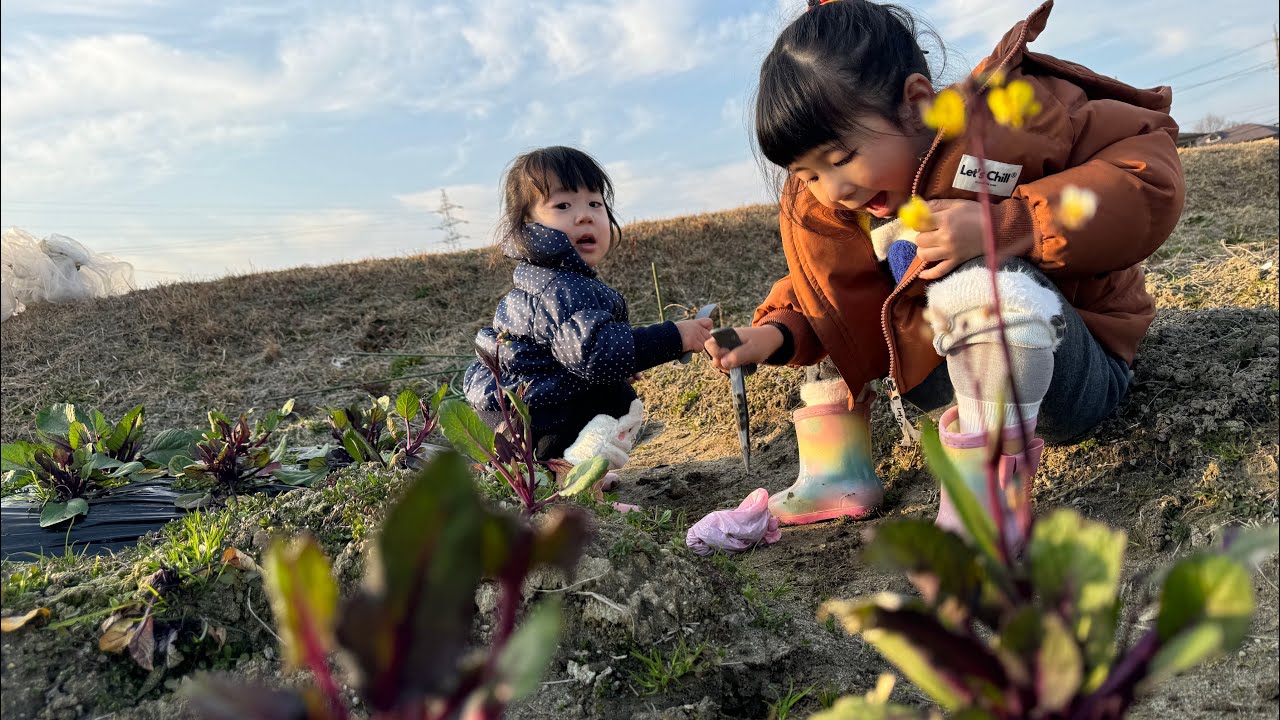中日家庭vlog/妹妹來日本覺得蔬菜特別貴、催我趕緊去菜地自己種菜