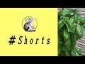 【バジルの挿し木】ぐんぐん成長! #Shorts//[Basil cuttings] Growing steadily!