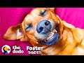 Scared Street Dog Meets Her Foster Mom — And Gets A Big Surprise  | The Dodo Foster Diaries