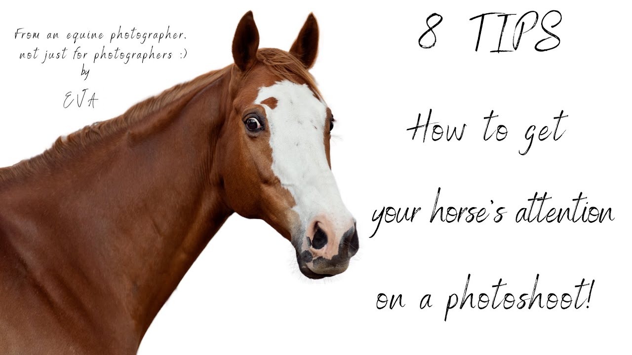 8 tips, how to get your horse’s attention for a photoshoot YouTube