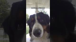 Buddy the dog rings the doorbell and patiently waits to be let inside!