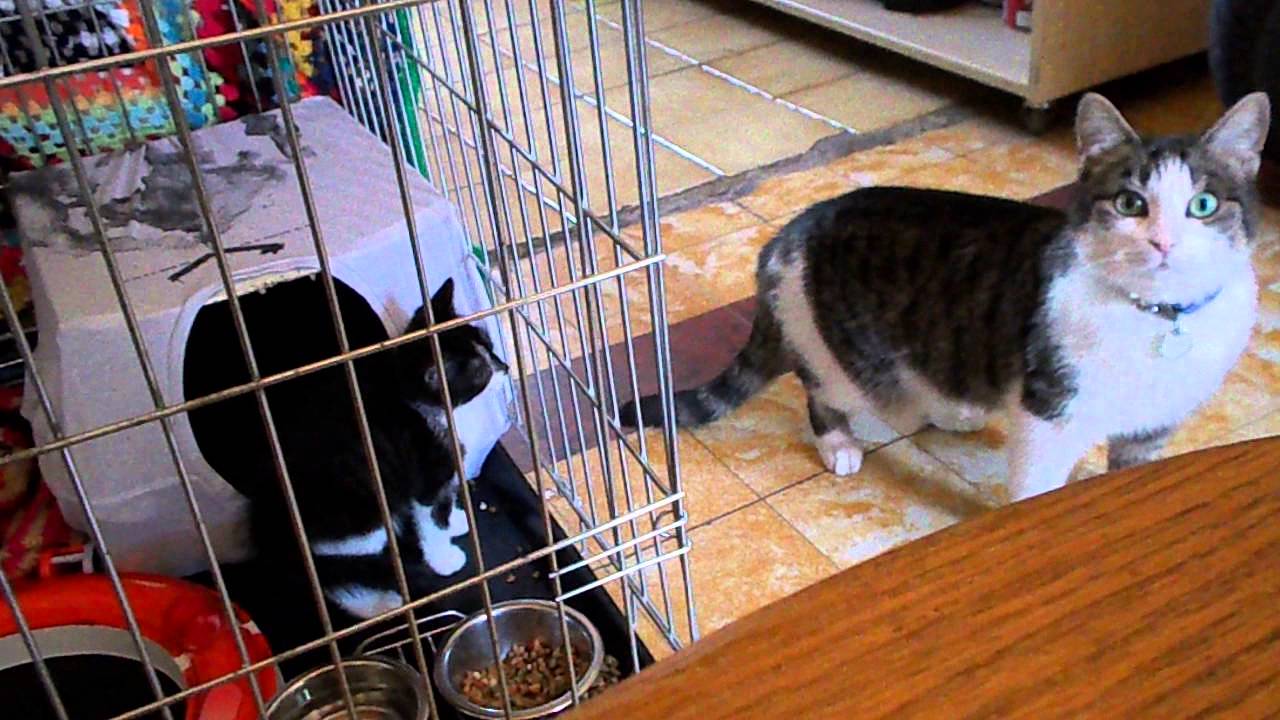 like a prayer new kitten day 6 me scaring my big sister