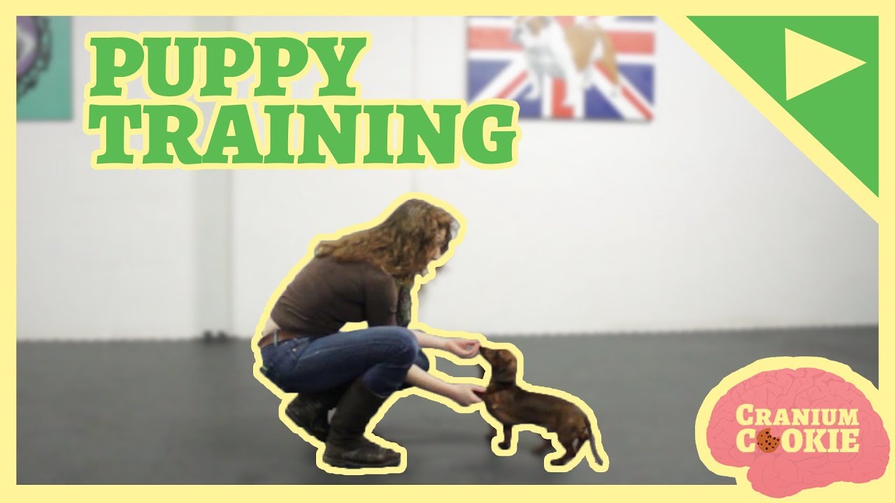 How to Train Your Puppy | Cranium Cookie | Shaftesbury Kids