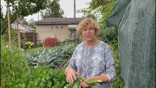 видео: Селера. Секрети вирощування та догляду // Тетянина садиба картинка: Селера. Секрети вирощування та догляду // Тетянина садиба