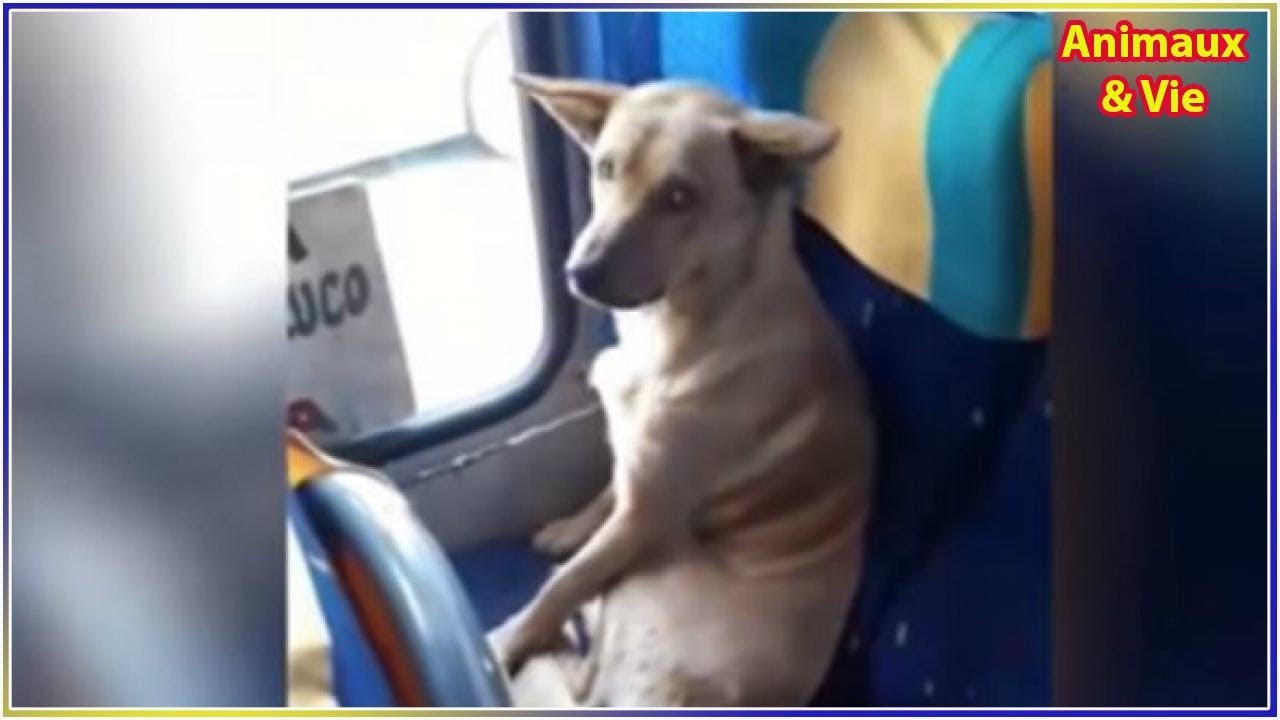 Можно с собакой в автобус. Собака ездит в автобусе. Собака в трамвае. Собака едет в трамвае. Бездомная собака в автобусе.
