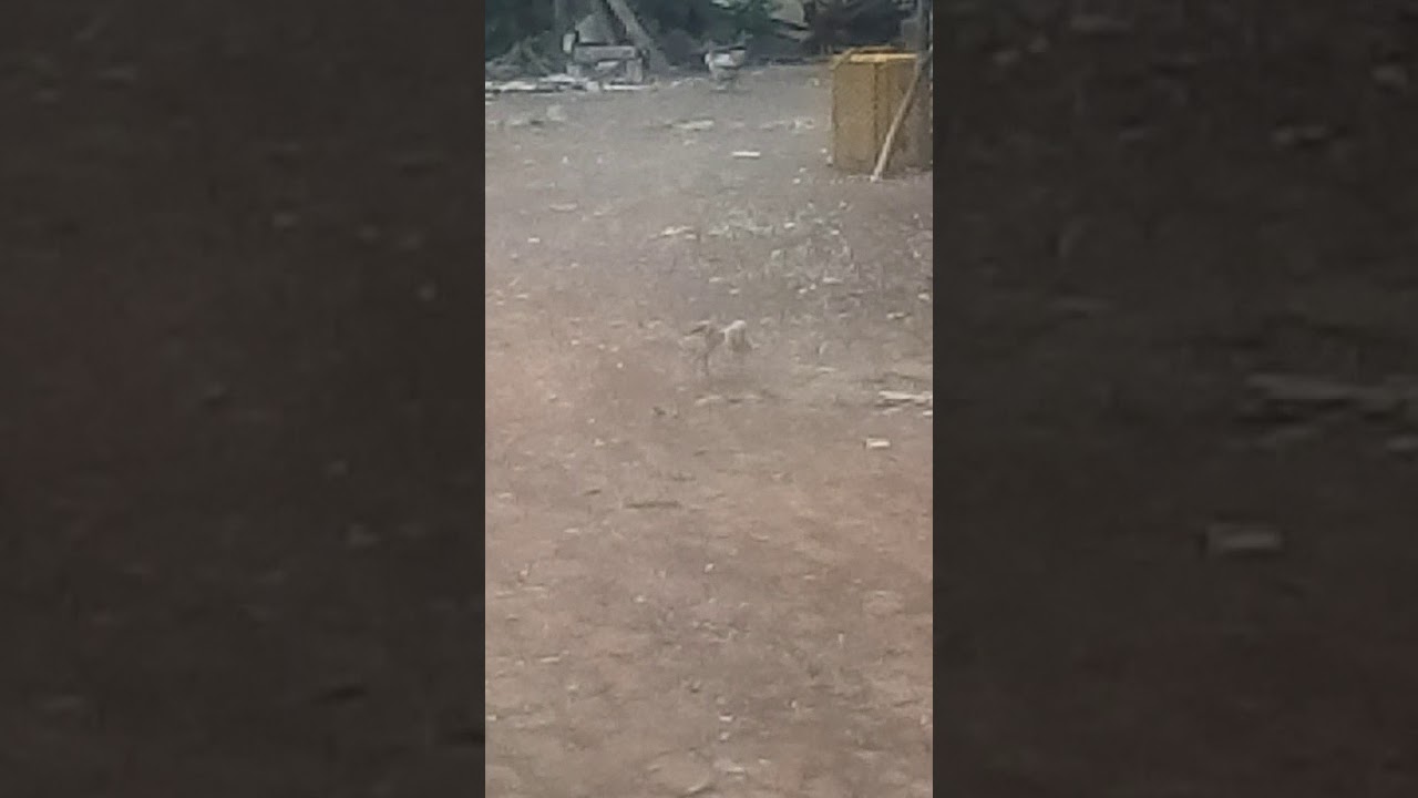 Pelea de gallos gigantes