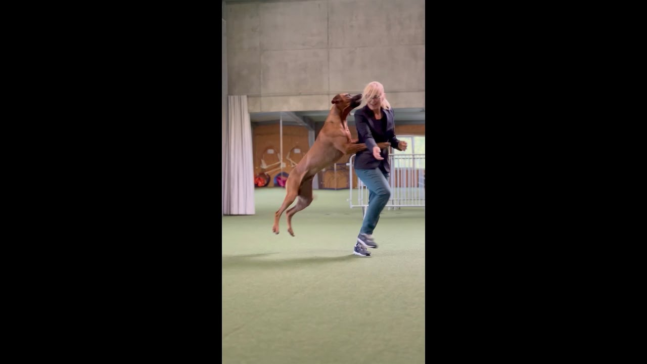 Off-Leash Show Handling with four Rhodesian Ridgebacks - YouTube