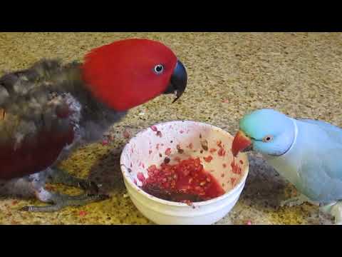 eclectus-parrot-and-indian-ringneck-eating-together
