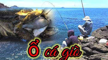 vuongfishing86  / câu cá biển _ Hòn trời đánh _ Nhơn lý gặp ổ cá giò _ cá tà ma