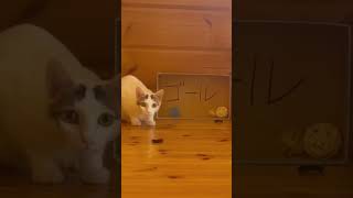 ヤル気の猫！本日の試合Today's game ｜#shorts #cat screenshot 5