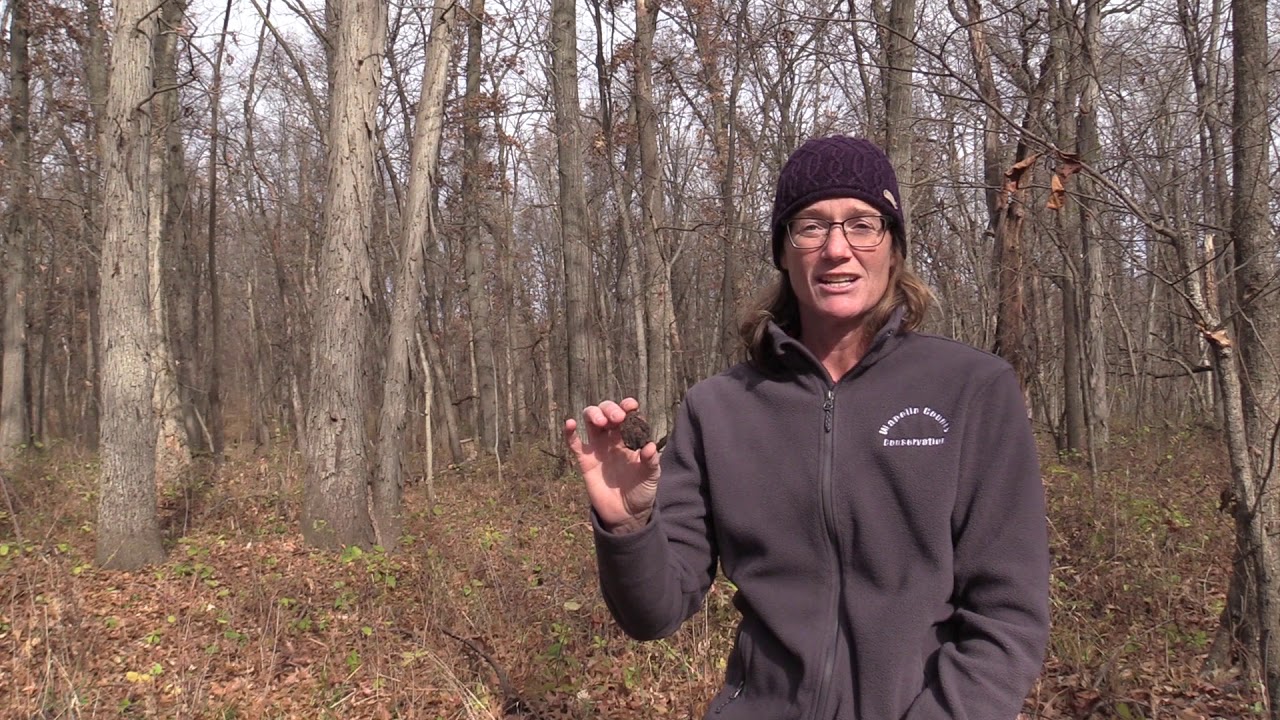Johnson/Noel Buckeye Wildlife Area