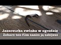 Jaszczurka zwinka w ogrodzie. Zobacz ten film zanim ją zabijesz.