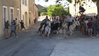 Baillargues En Fête 2022 - Lâcher De 50 Taureaux Du Dimanche 24 Juillet 2022