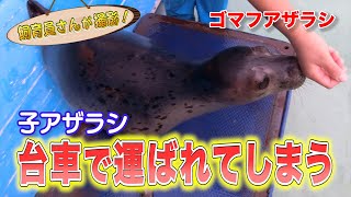 ゴマフアザラシの子ども 台車トレーニング！？