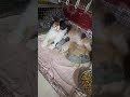 #cat #cats #shortvideo #shorts #short #youtube #trendingshorts #trending #pets #animals #viral