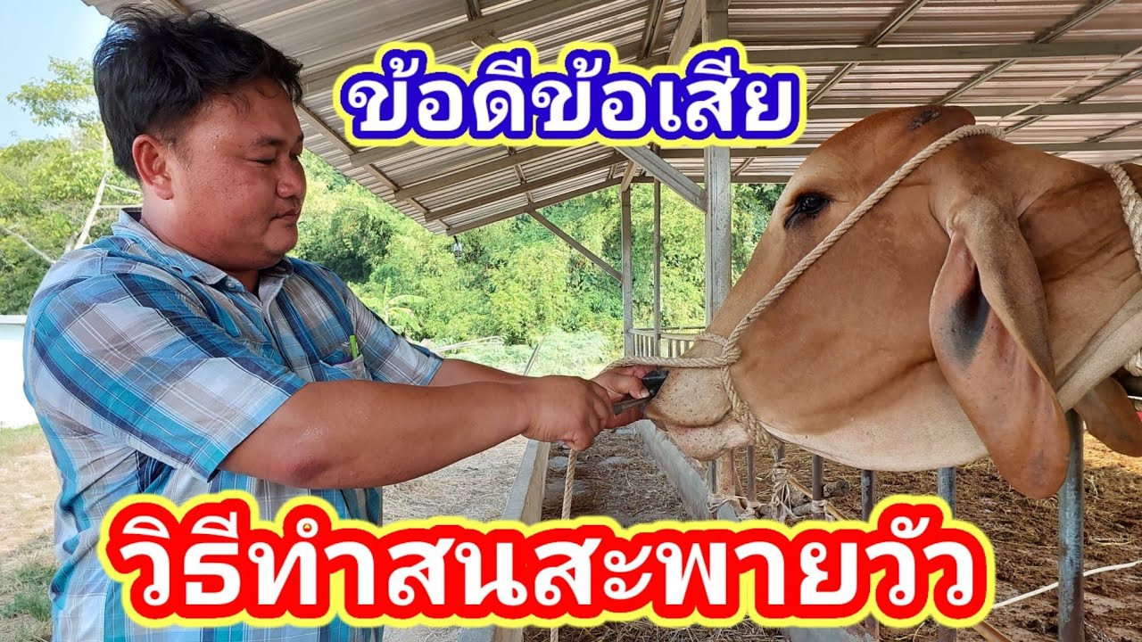 ข้อดีข้อเสีย และวิธีทำสนสะพายวัว โดยหมอวุฒิ