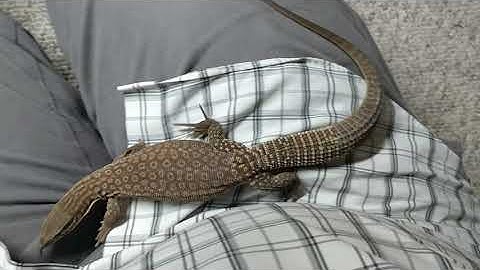 Amazing way of taming and interact with your ackie monitor.