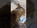 #cat #funny #viral #pets #kitten #funnypets #cute #funnycats #cutecat #kitty #fyp #subscribe #music