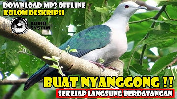 SUARA PANGGIL BURUNG PERGAM HIJAU
