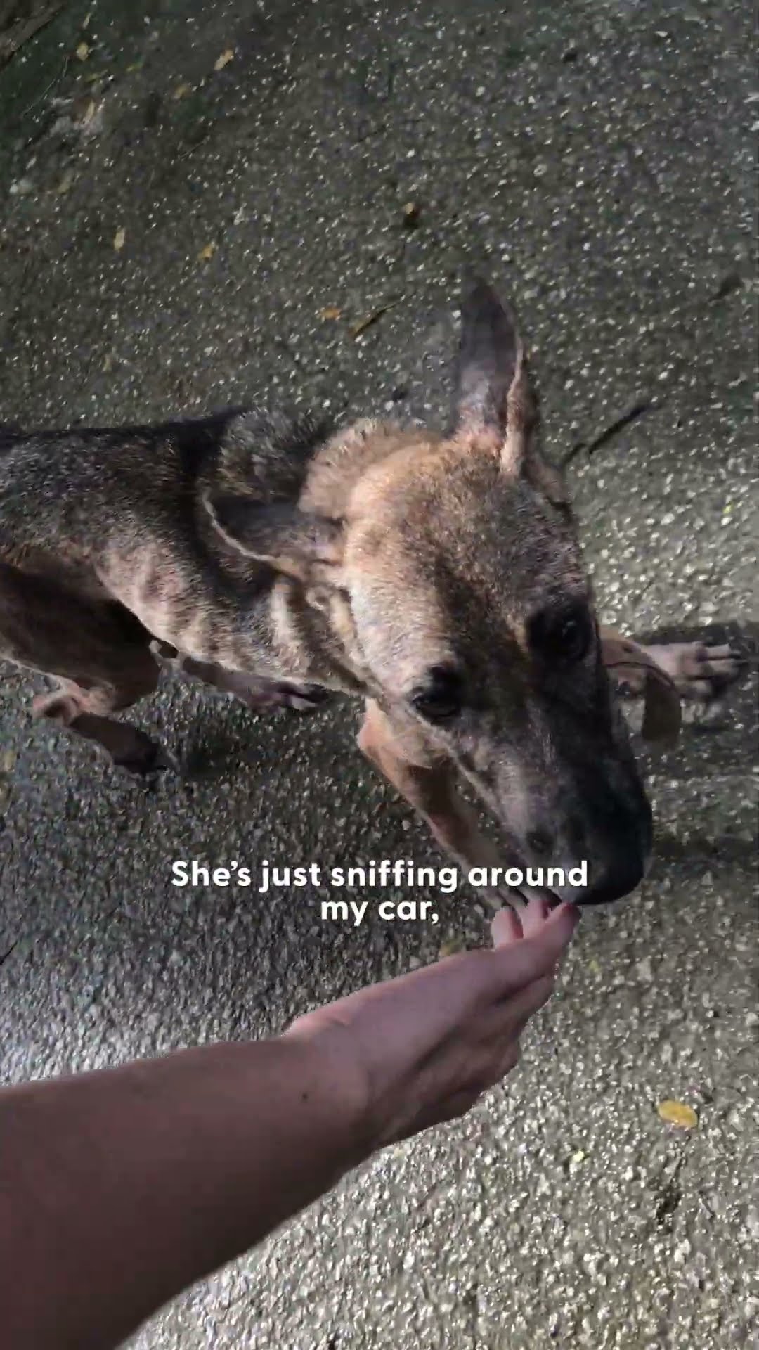 Sisters Found A Mom And Her Litter Of Puppies Alone In The Jungle | The Dodo