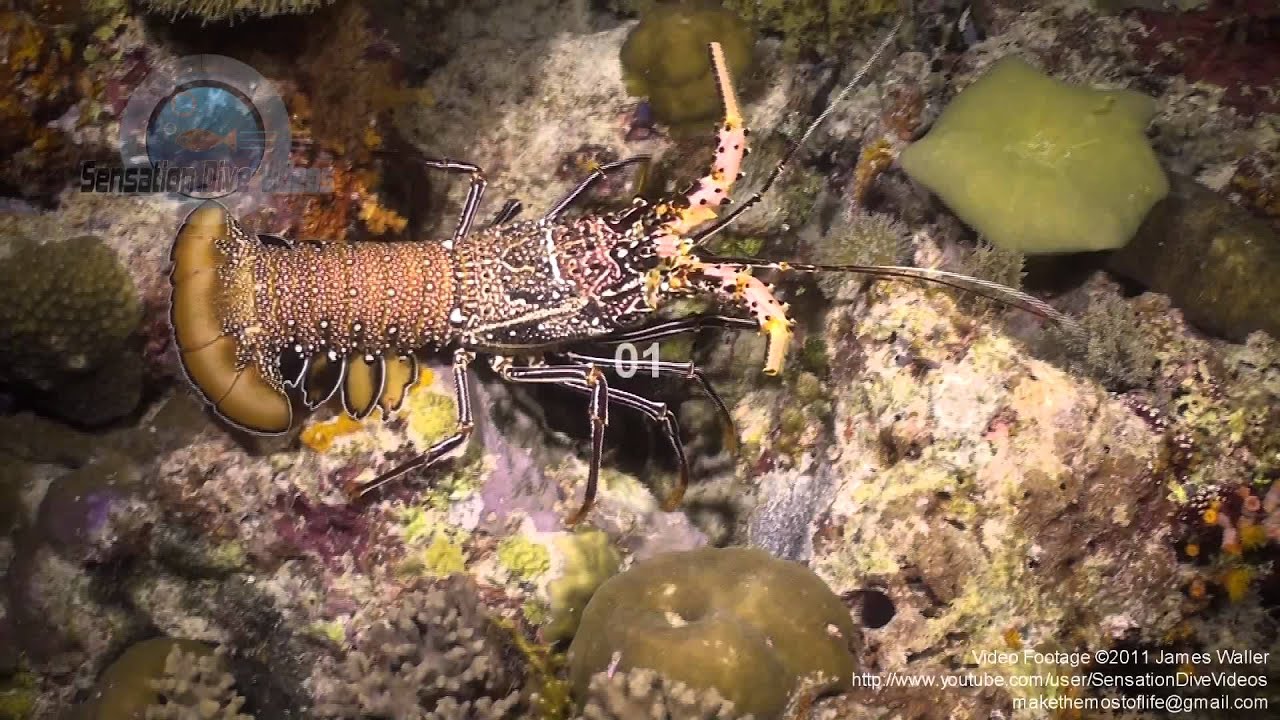 Lobster Night Underwater Stock Footage Video.mp4