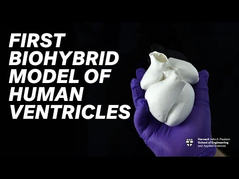 This artificial ventricle is a major step forward for organ biofabrication