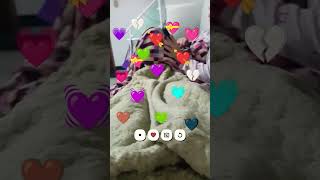 quero mimir