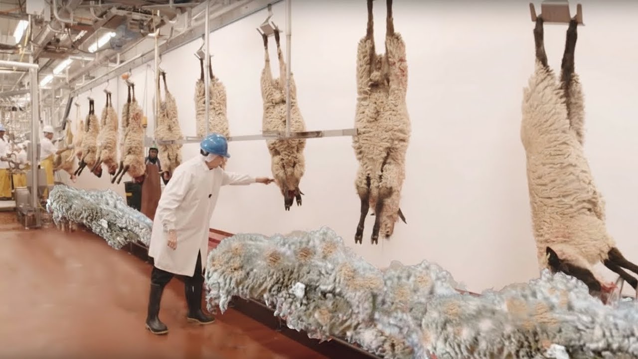 How Wool Is Harvested | Modern Sheep Shearing & Wool Processing Mill