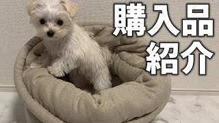 犬用ベッドを遊び道具だと勘違いしているマルチーズ