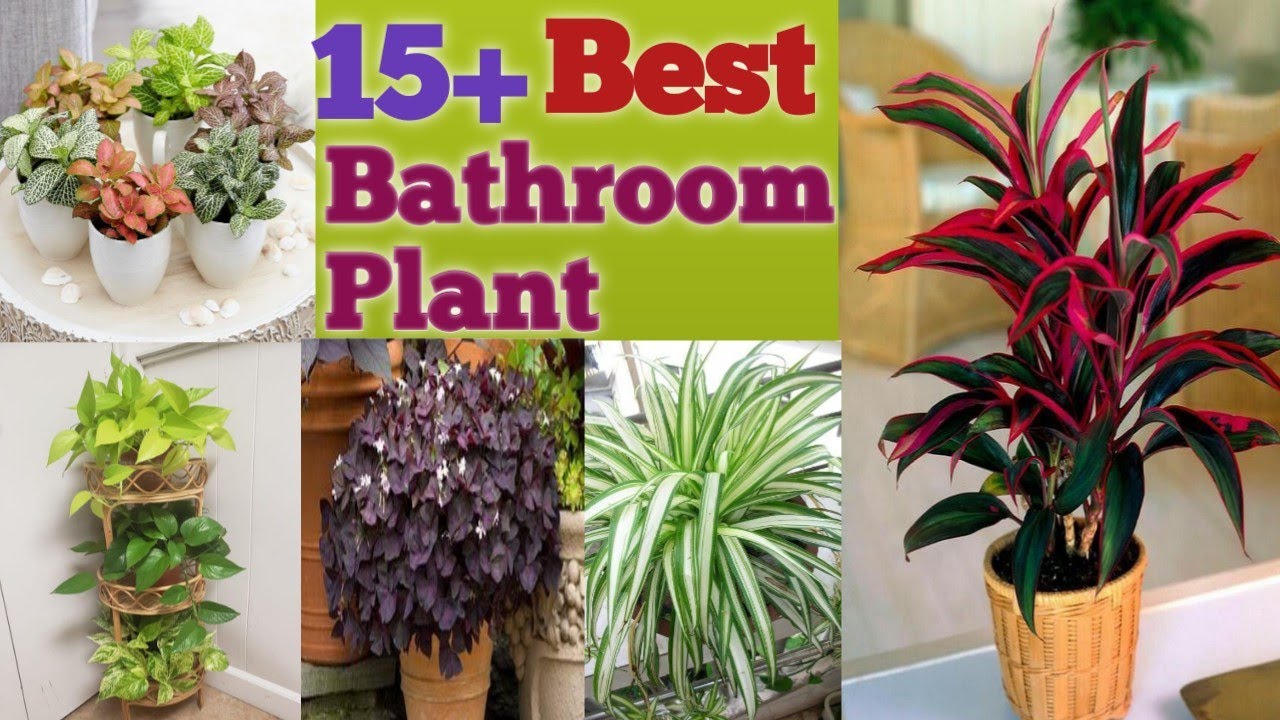 15+Best Bathroom Plants For Purifying AirLow Sunlight PlantThat