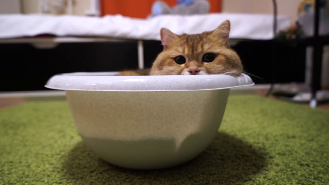 funny cats sleeping in weird positions compilation 2014 funnyplox Wash Basin and Hosico