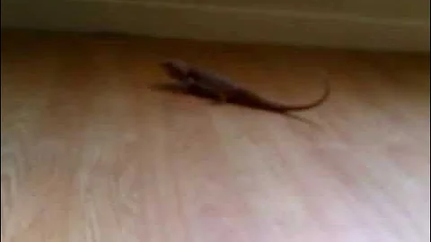 Baby Bearded Dragon First time being free to roam