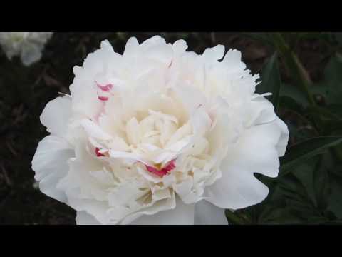 junimama　芍薬３種 junimama 芍薬3種 芍薬 選べる♪3種 | 橋本種苗園