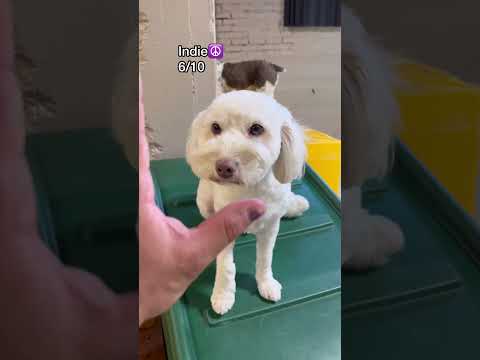 Video: Doggy DayCare: Vai tiešām zināt, kā tiek aprūpēts jūsu mājdzīvnieks?